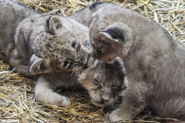 ドイツ・ゲルゼンキルヒェンの動物園で生まれたライオンの三つ子、ジャミラ、クマニ、マライカ - Sputnik 日本