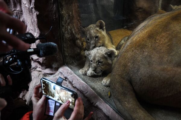 ドイツ・ゲルゼンキルヒェンの動物園で、ライオンの三つ子の写真を撮る報道陣ら - Sputnik 日本