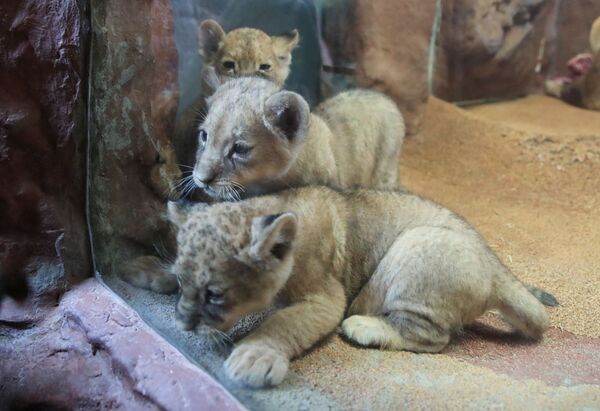 ドイツ・ゲルゼンキルヒェンの動物園で一般公開されたライオンの三つ子、ジャミラ、クマニ、マライカ - Sputnik 日本