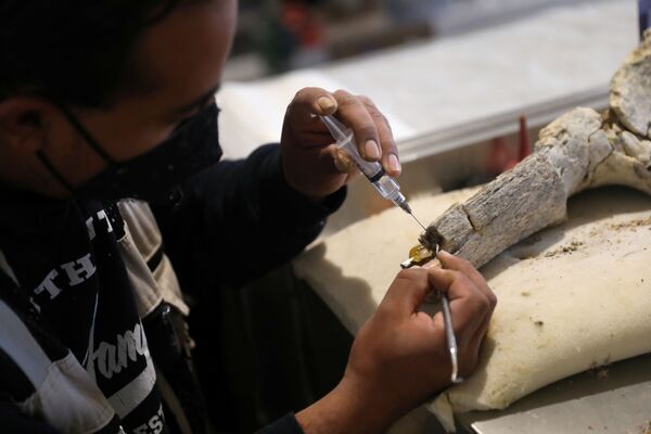 キナメッツィン古生物学博物館で、マンモスの骨の修復作業をするメキシコ国立人類学歴史研究所（INAH）の職員（メヒコ州スンパンゴ、17日） - Sputnik 日本