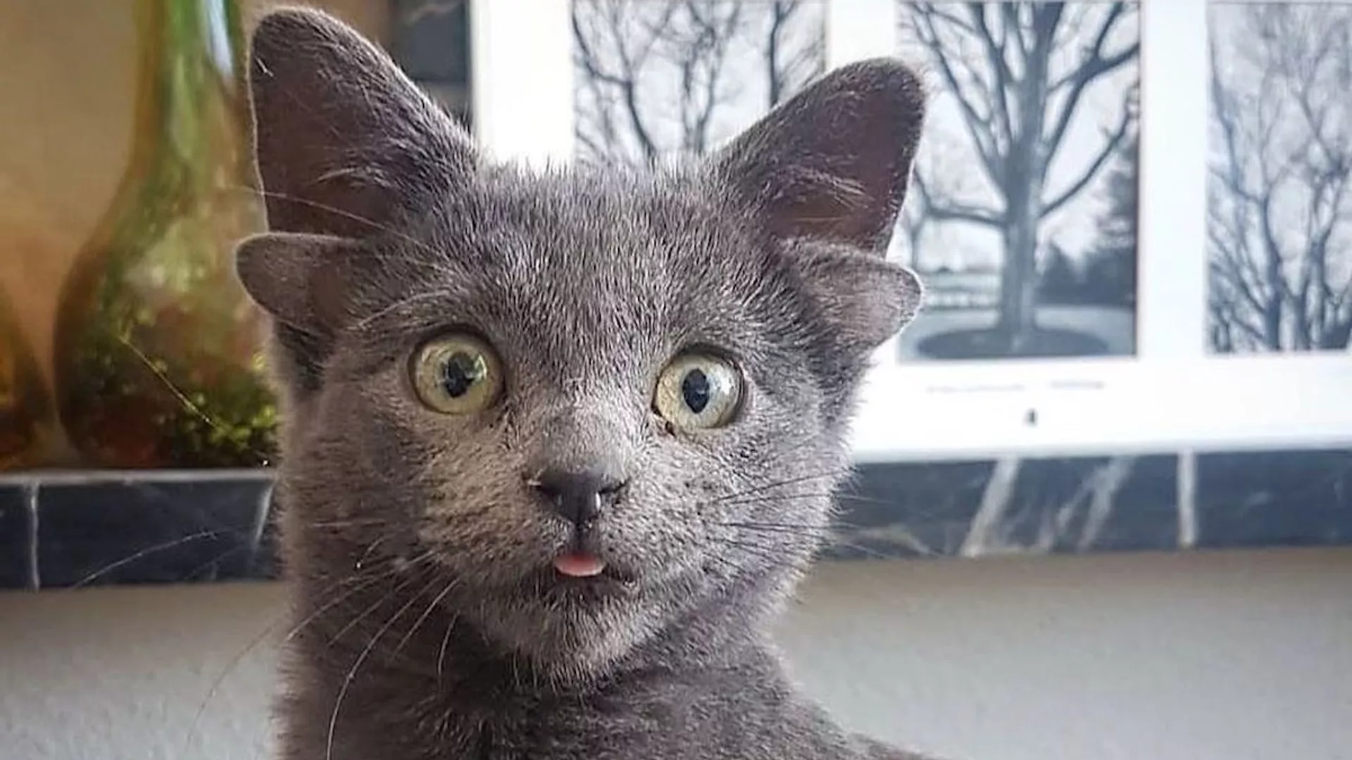 Кот Мидас с четырьмя ушами