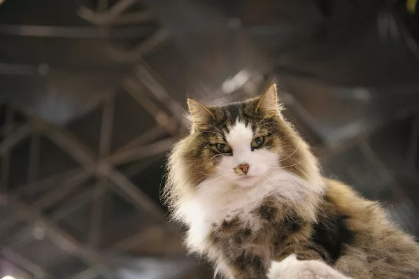 第1位:ノルウェージャンフォレストキャット北欧原産。ふさふさの長い毛が特徴 第1位:ノルウェージャンフォレストキャット北欧原産。ふさふさの長い毛が特徴 - Sputnik 日本