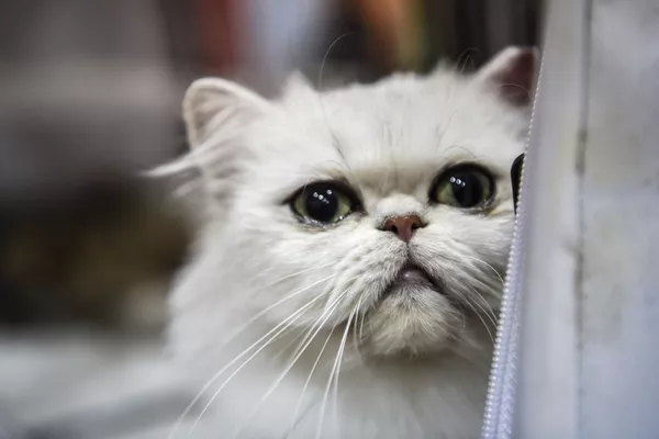 第43位(ワースト4位):エキゾチック・ショートヘア米国原産。「短毛種のペルシャが飼いたい」という要望から作られた品種。顔立ちはペルシャの特徴を継ぐ 第43位(ワースト4位):エキゾチック・ショートヘア米国原産。「短毛種のペルシャが飼いたい」という要望から作られた品種。顔立ちはペルシャの特徴を継ぐ - Sputnik 日本
