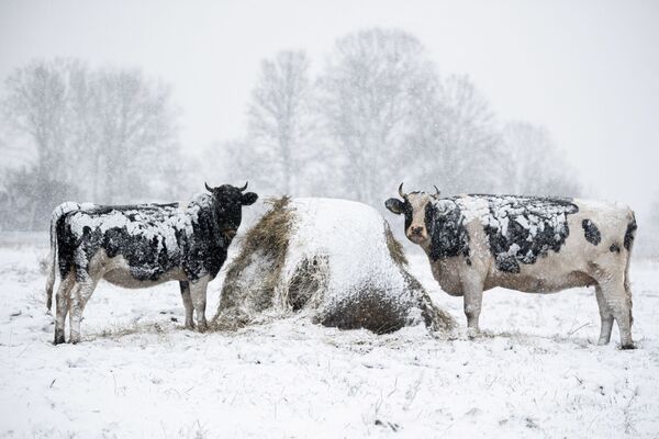 初雪が降り、雪に覆われた草地に立つ牛（ポーランド・ポドラシェ県、23日） - Sputnik 日本