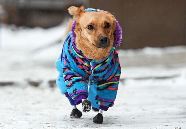 4足に義足を装着して歩く、犬のモニカ（ロシア・ノヴォシビルスク） - Sputnik 日本