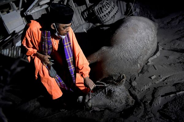 火山灰に埋もれ死んだ牛を手をのばす住民（インドネシア・ルマジャン県、5日） - Sputnik 日本