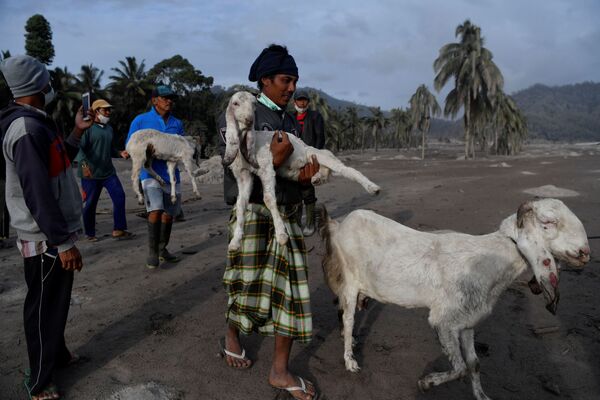 家畜を避難させる住民ら（インドネシア・ルマジャン県、5日） - Sputnik 日本