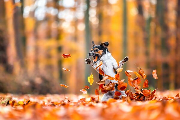 奨励賞『Crazy in love with fall』（撮影：Diana Jill Mehner氏）葉っぱで遊ぶのが大好きな愛犬。撮影に苦労したという - Sputnik 日本