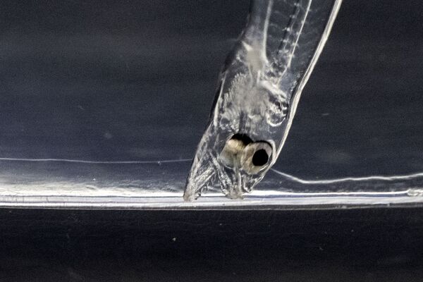 水産総合研究センターで育てられているウナギの稚魚（日本・静岡県南伊豆町、10月25日） - Sputnik 日本
