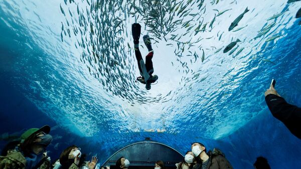 Дайвер в костюме Санта-Клауса плавает в большом аквариуме с рыбами в Иокогаме - Sputnik 日本