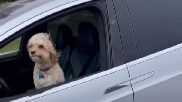 Dog Appears to Drive Tesla Alone on Highway - Sputnik 日本