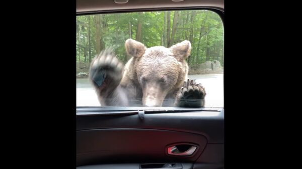 Wild Bear Wants a Ride || ViralHog - Sputnik 日本