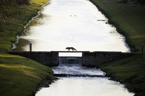 「ラーヘ・ランデン（低地地域）」部門優勝：『Fox crossing the bridge』　Andius Teijgeler氏（オランダ） - Sputnik 日本