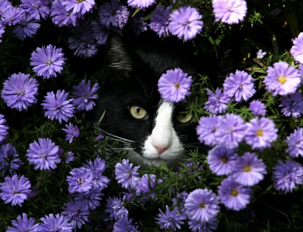 ベリーペリ色の花と猫（ドイツ・キール近郊） - Sputnik 日本