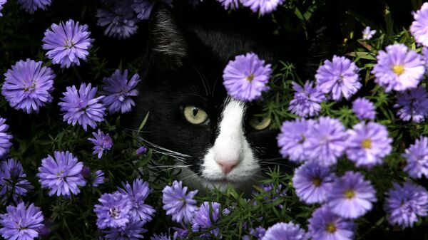 Мордочка кота среди цветов - Sputnik 日本