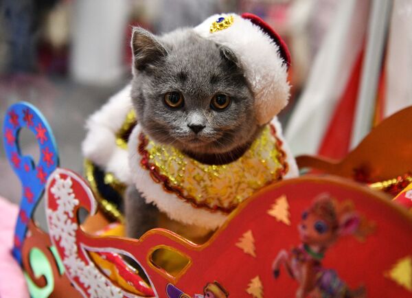 クリスマス衣装に身を包んだブリティッシュショートヘア（ロシア・モスクワ） - Sputnik 日本
