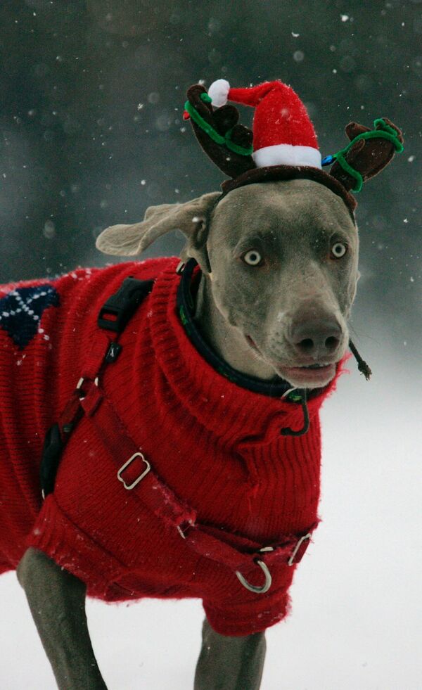 トナカイのカチューシャとセーターを着た犬（米マサチューセッツ州・ボストン） - Sputnik 日本