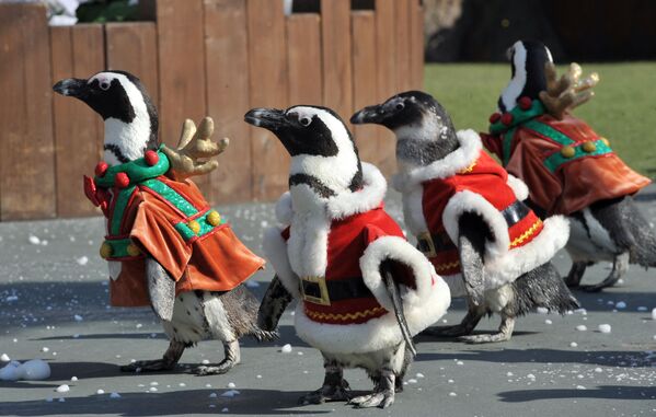 サンタクロースの衣装でパレード行進するペンギンたち（韓国・龍仁（ヨンイン）市） - Sputnik 日本