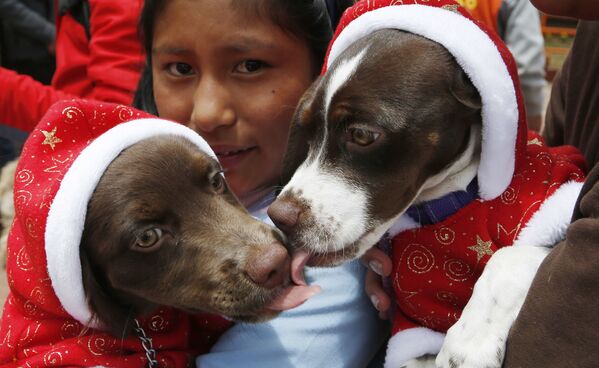 クリスマス仮装コンテストに参加する2匹の犬（ボリビア・エルアルト） - Sputnik 日本