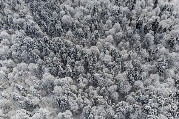 雪化粧したラゴ・ナキ高原（ロシア・アディゲ共和国） - Sputnik 日本