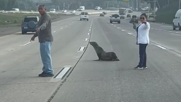 Sea Lion Gets Escorted Across San Diego Freeway - Sputnik 日本
