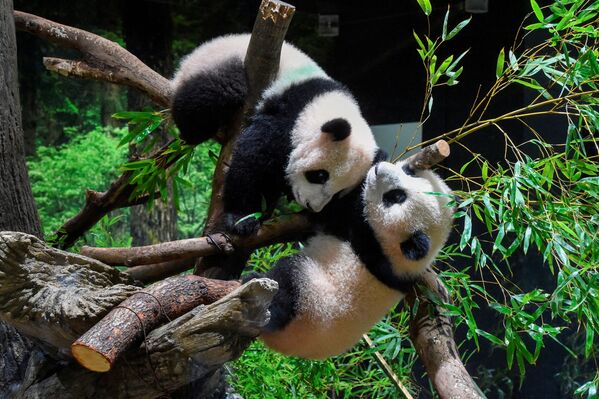 上野動物園で限定公開された双子のジャイアントパンダ、シャオシャオ（雄）とレイレイ（雌）（東京都台東区、12日） - Sputnik 日本