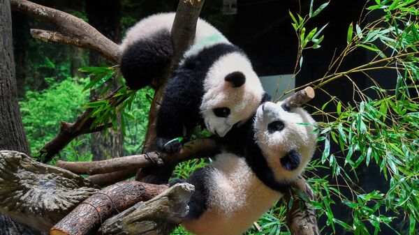 Панды-близнецы Lei Lei и Xiao Xiao в зоопарке Ueno в Токио  - Sputnik 日本