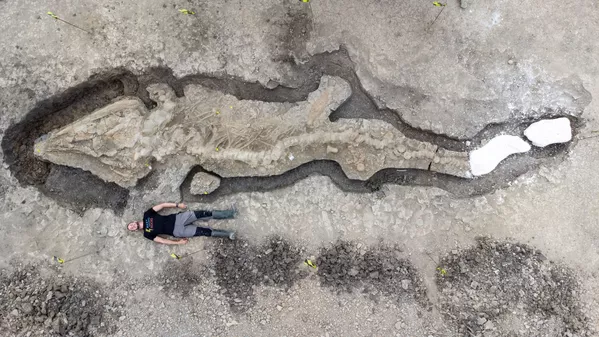 ラトランド・ウォーター自然保護区で発見されたイクチオサウルス(別名「魚竜」)の化石(英イングランド・ラトランド、10日) ラトランド・ウォーター自然保護区で発見されたイクチオサウルス(別名「魚竜」)の化石(英イングランド・ラトランド、10日) - Sputnik 日本