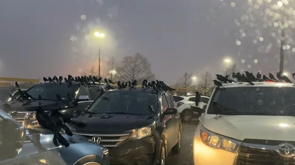 Texas Parking Lot Turns Hitchcockian as Birds Swarm - Sputnik 日本