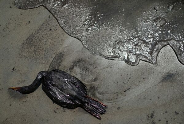 海岸に横たわる鳥の死骸（ペルー・ベンタニージャ、18日） - Sputnik 日本