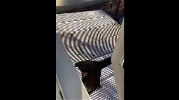 Cat Jumps Out Window and Falls Through Roof || ViralHog - Sputnik 日本