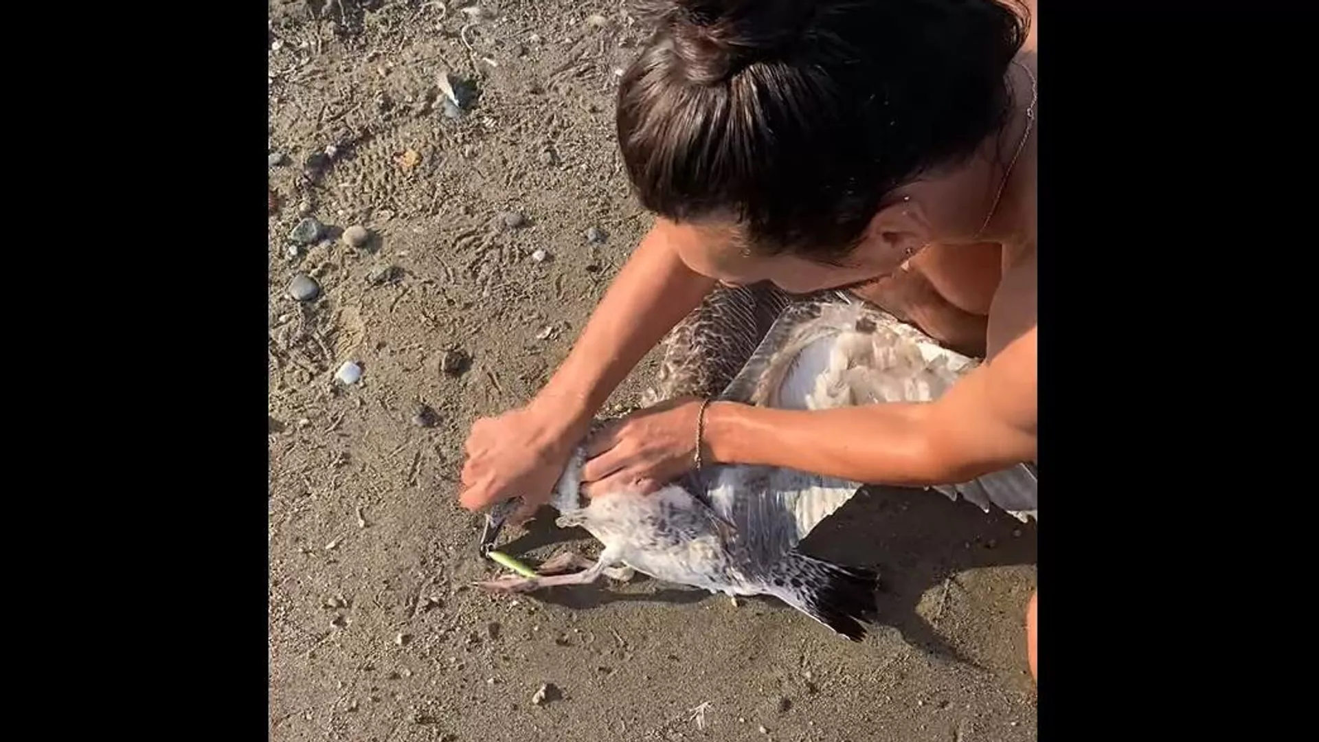 Saving a Seagull on the Beach