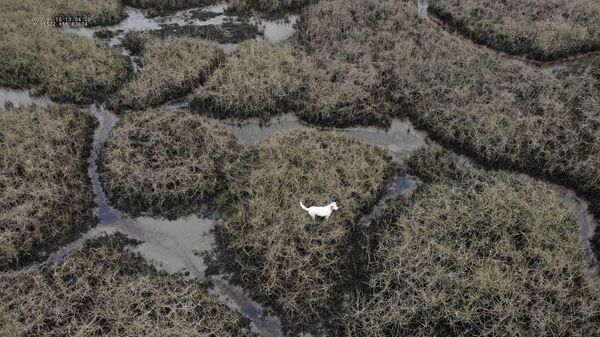 Собака на болотистой местности в Великобритании  - Sputnik 日本
