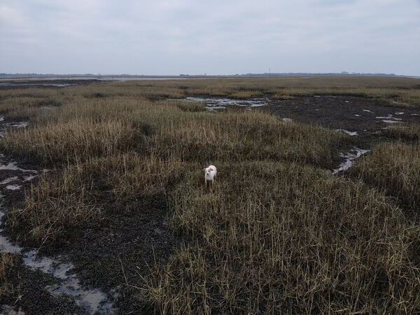 干潟に迷い込んだ救助犬ミリー（英イングランド・ハンプシャー、15日） - Sputnik 日本