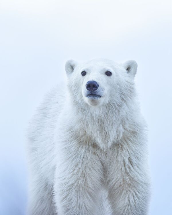 ナショナルアワード受賞作品『Polar Bear Cub』　Jenny Zhao氏（米国） - Sputnik 日本