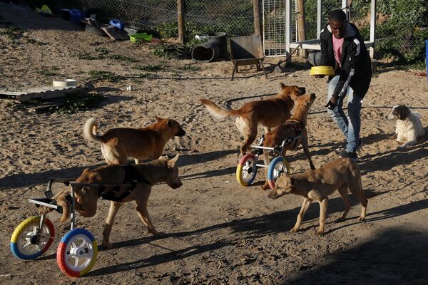 動物シェルターで、犬に餌を与える男性（パレスチナ自治区・ガザ、8日） - Sputnik 日本