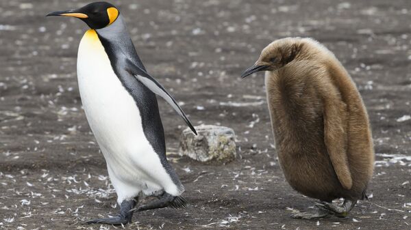 ペンギン研究が鳥への脅威に - Sputnik 日本