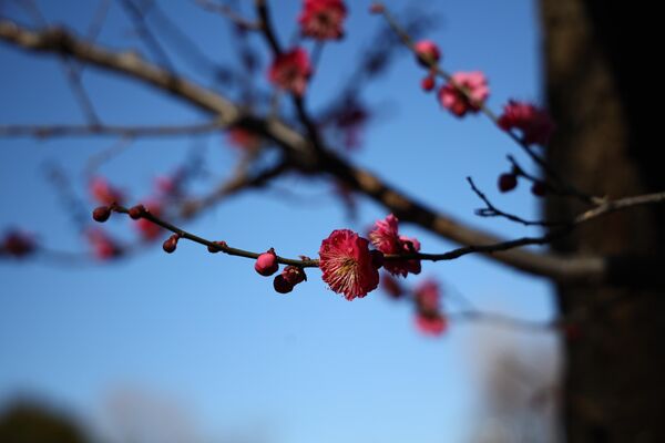 開花し始めた羽根木公園の白梅（東京・世田谷区） - Sputnik 日本