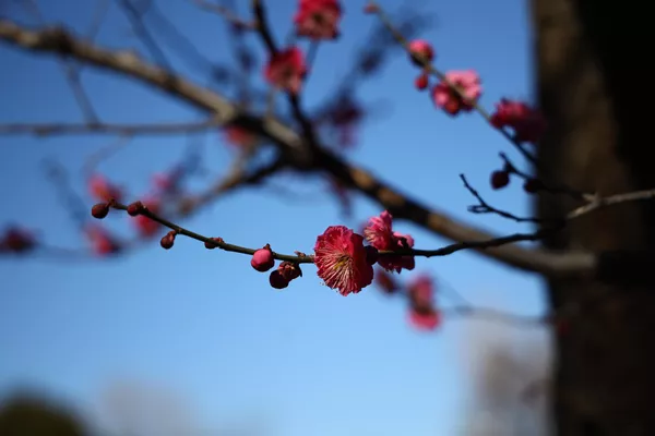開花し始めた羽根木公園の白梅(東京・世田谷区) 開花し始めた羽根木公園の白梅(東京・世田谷区) - Sputnik 日本