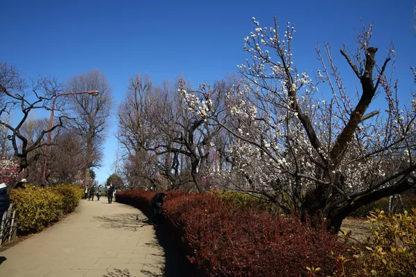 梅が見頃を迎えた羽根木公園(東京・世田谷区) 梅が見頃を迎えた羽根木公園(東京・世田谷区) - Sputnik 日本