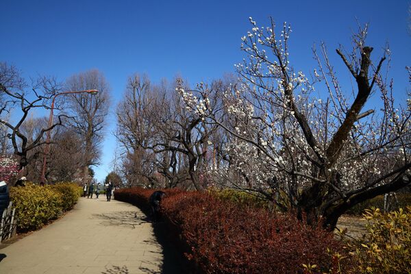 梅が見頃を迎えた羽根木公園（東京・世田谷区） - Sputnik 日本