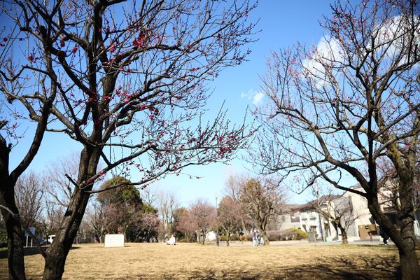 羽根木公園の梅の木（東京・世田谷区） - Sputnik 日本