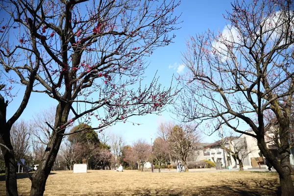 羽根木公園の梅の木(東京・世田谷区) 羽根木公園の梅の木(東京・世田谷区) - Sputnik 日本