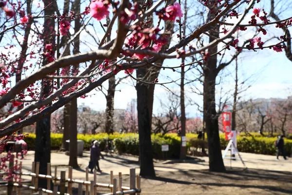 羽根木公園の紅梅(東京・世田谷区) 羽根木公園の紅梅(東京・世田谷区) - Sputnik 日本