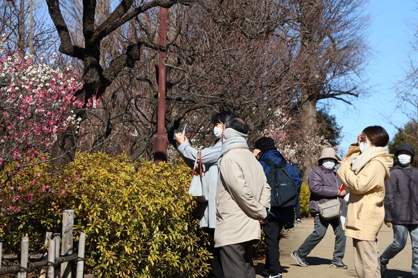 羽根木公園で梅見を楽しむ人々（東京・世田谷区） - Sputnik 日本