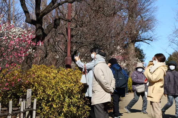 羽根木公園で梅見を楽しむ人々(東京・世田谷区) 羽根木公園で梅見を楽しむ人々(東京・世田谷区) - Sputnik 日本