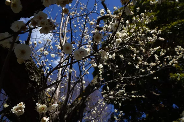 羽根木公園の白梅(東京・世田谷区) 羽根木公園の白梅(東京・世田谷区) - Sputnik 日本