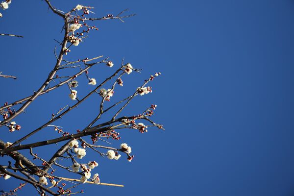 開花し始めた羽根木公園の白梅（東京・世田谷区） - Sputnik 日本