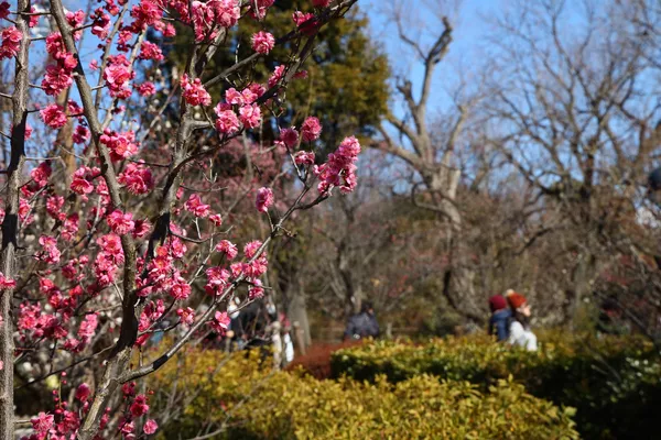 見頃を迎えた羽根木公園の紅梅(東京・世田谷区) 見頃を迎えた羽根木公園の紅梅(東京・世田谷区) - Sputnik 日本
