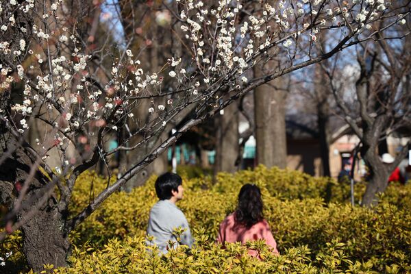 羽根木公園で梅見を楽しむ人々（東京・世田谷区） - Sputnik 日本